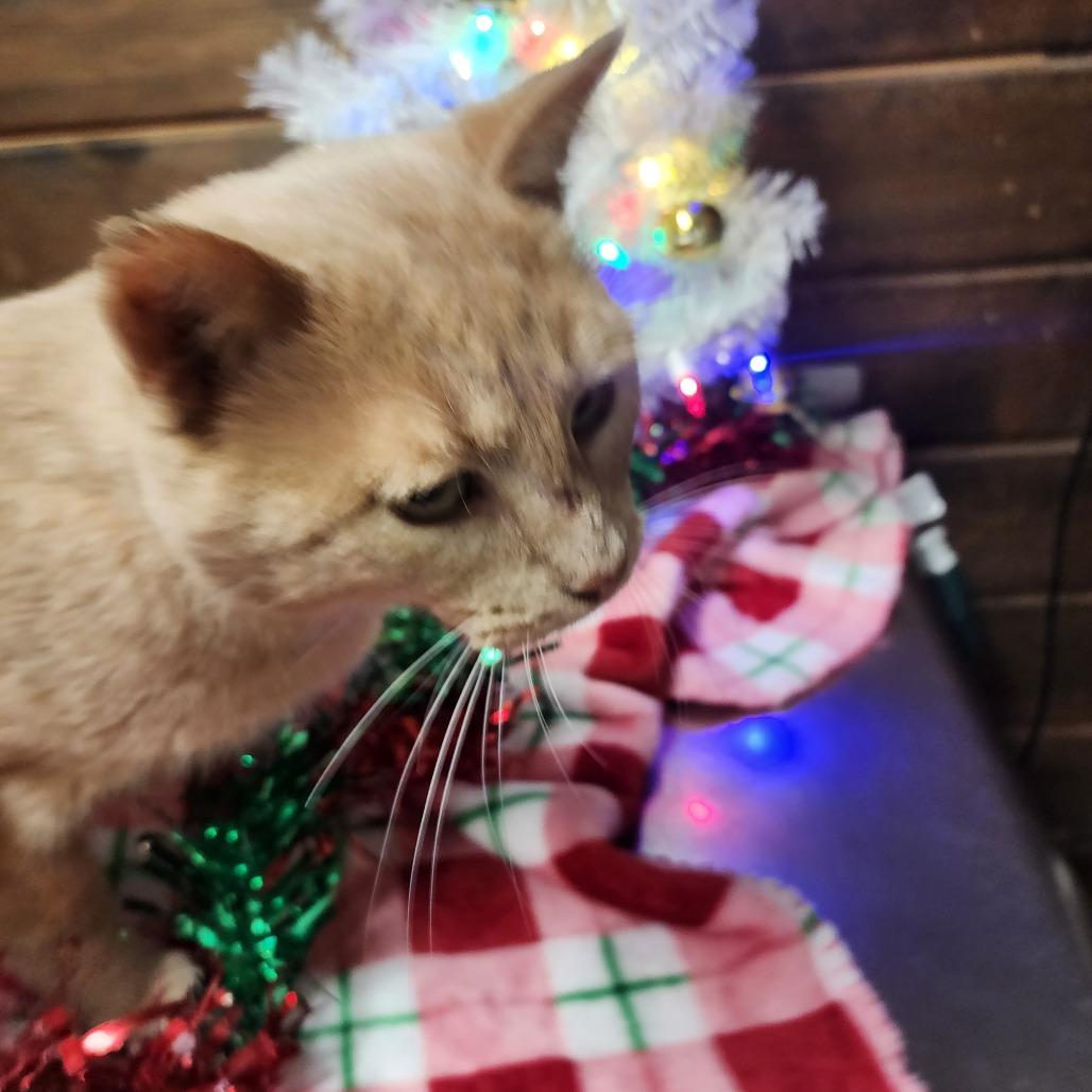 Enlarge Jag, a Adoptable Domestic Short Hair in Evensville, TN image 2/6