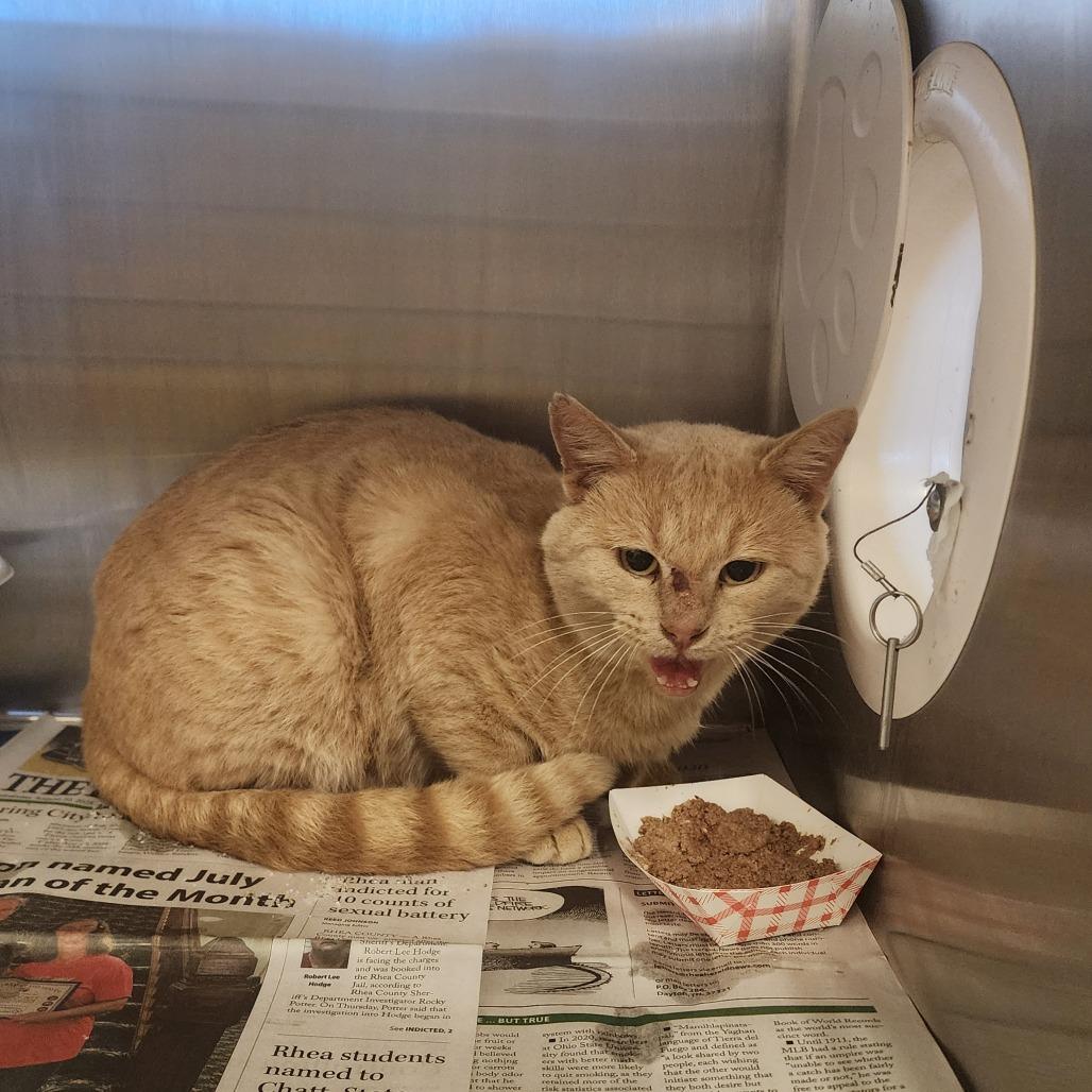 Enlarge Jag, a Adoptable Domestic Short Hair in Evensville, TN image 3/6