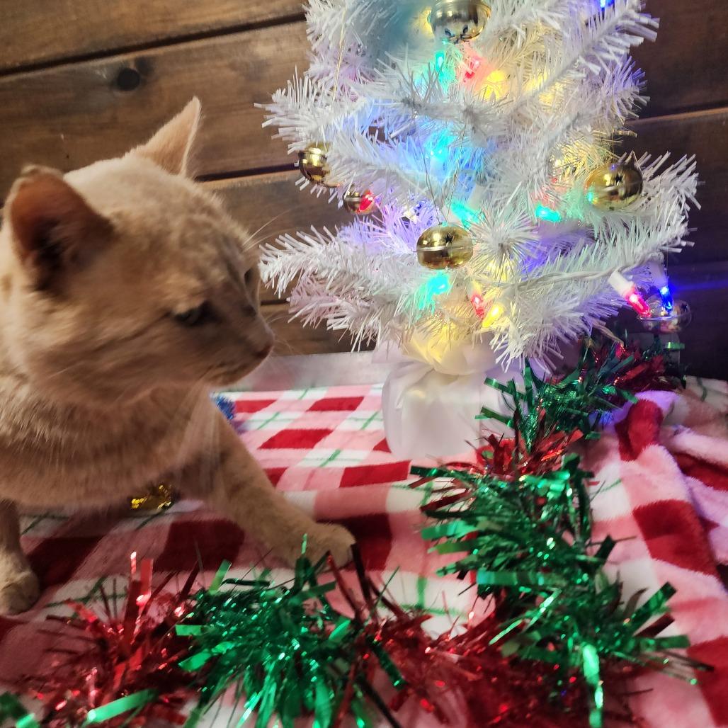 Enlarge Jag, a Adoptable Domestic Short Hair in Evensville, TN image 4/6