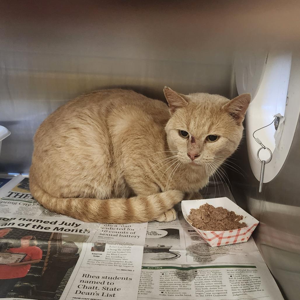 Enlarge Jag, a Adoptable Domestic Short Hair in Evensville, TN image 5/6