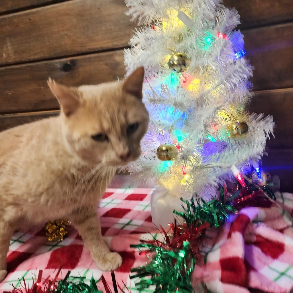 Enlarge Jag, a Adoptable Domestic Short Hair in Evensville, TN image 6/6