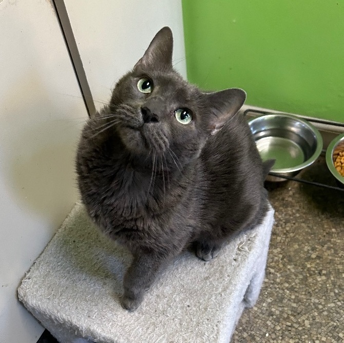 Enlarge Hayes, a Adoptable Domestic Short Hair in Memphis, TN image 1/4