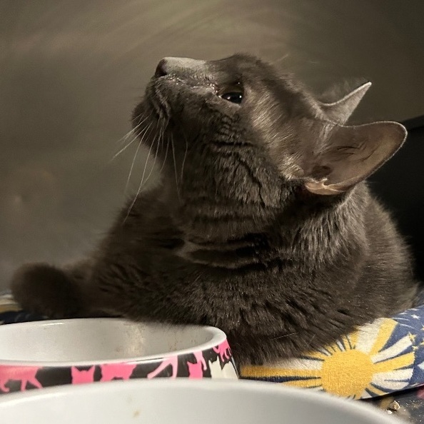 Enlarge Hayes, a Adoptable Domestic Short Hair in Memphis, TN image 3/4