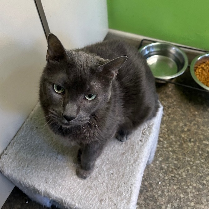 Enlarge Hayes, a Adoptable Domestic Short Hair in Memphis, TN image 4/4