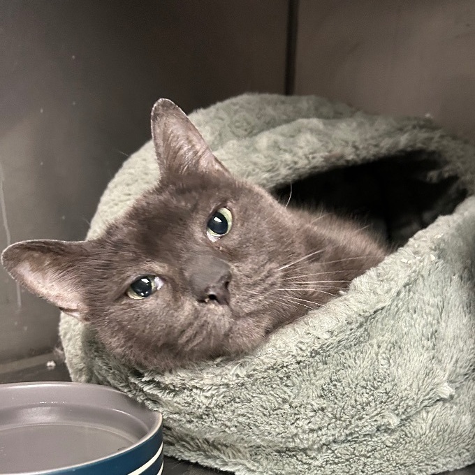 Enlarge Hayes, a Adoptable Domestic Short Hair in Memphis, TN image 2/4