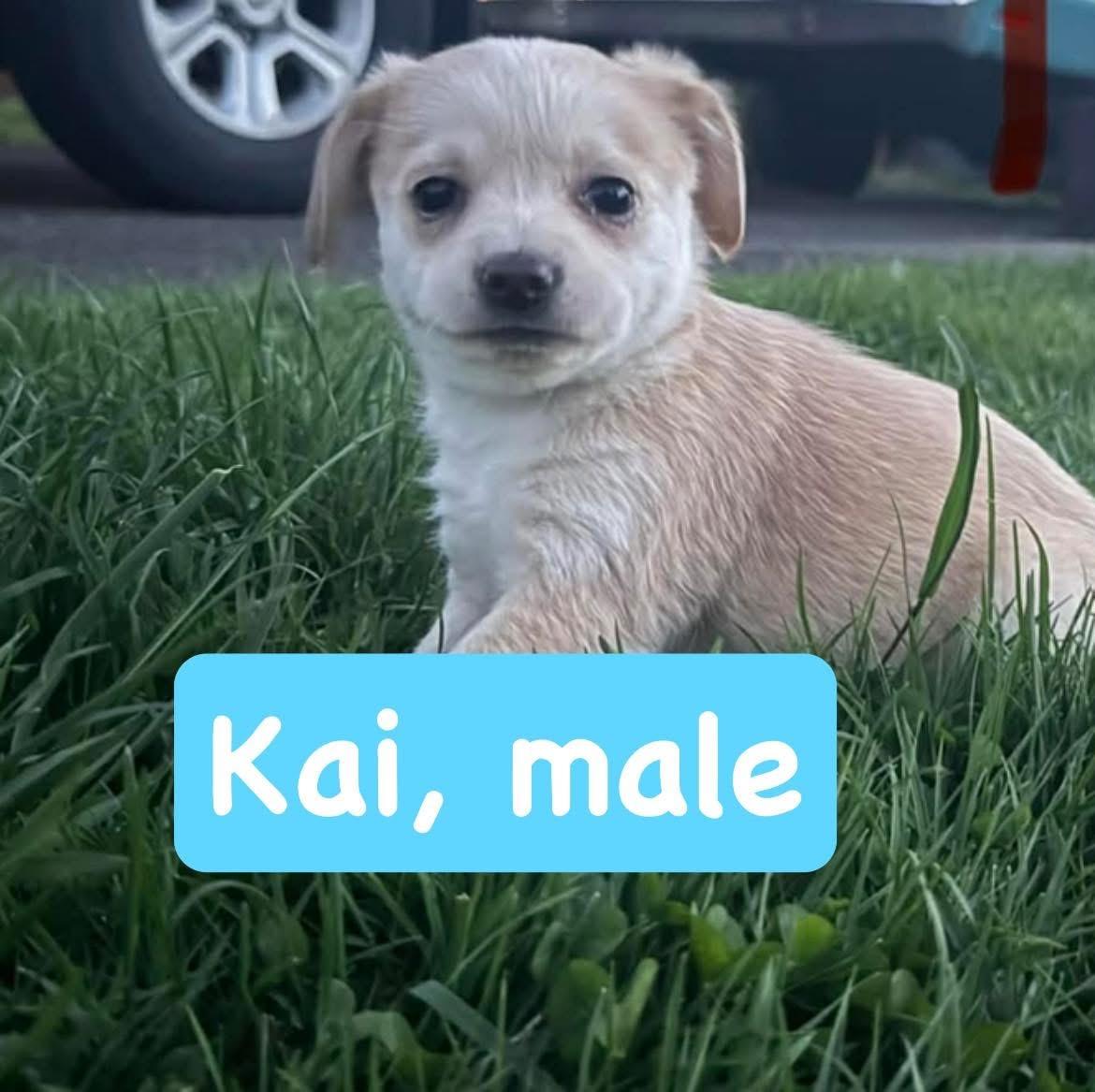 Enlarge Kai, a Adoptable mixed breed in Eugene, OR image 1/1