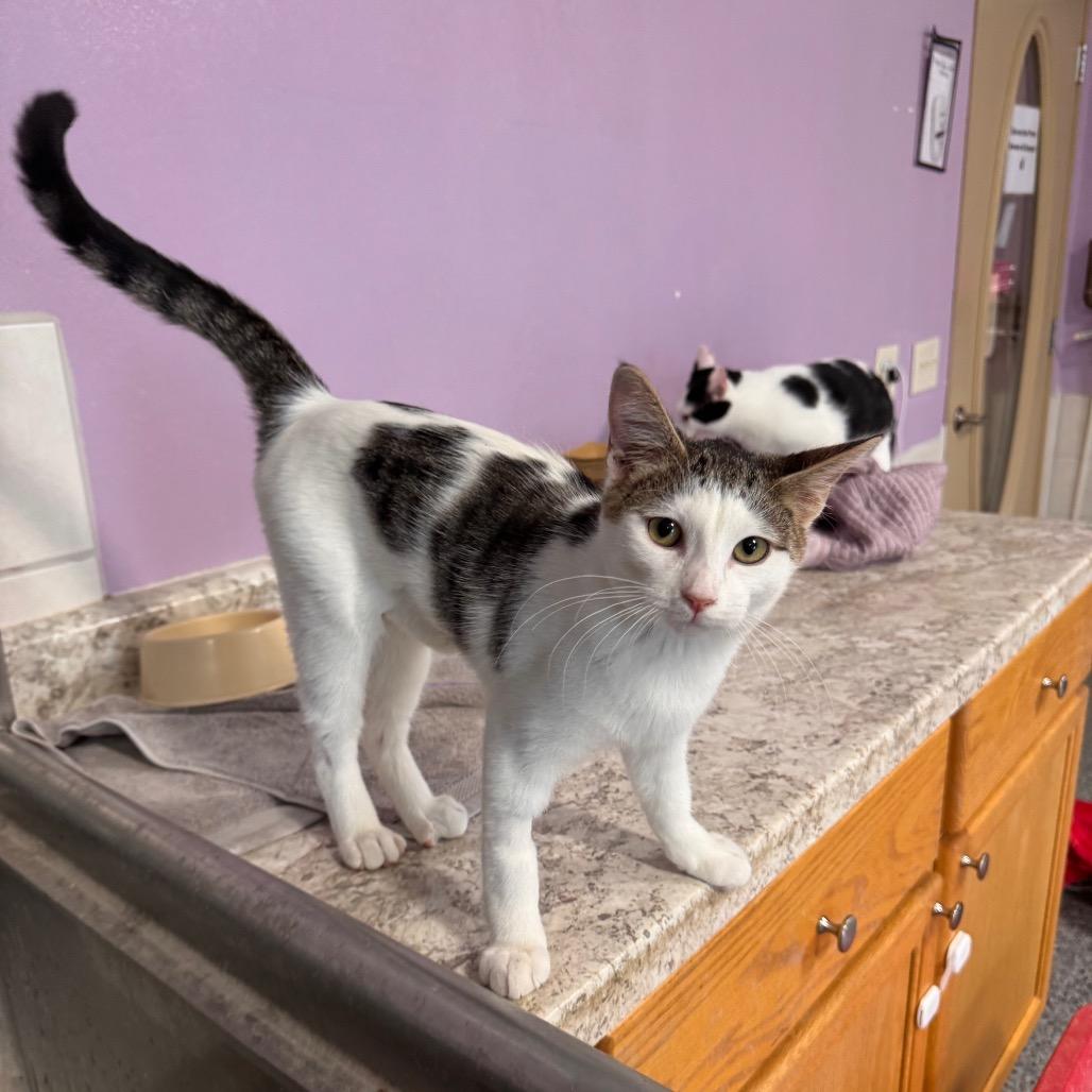 Willa, Adoptable, Kitten Female Domestic Short Hair.