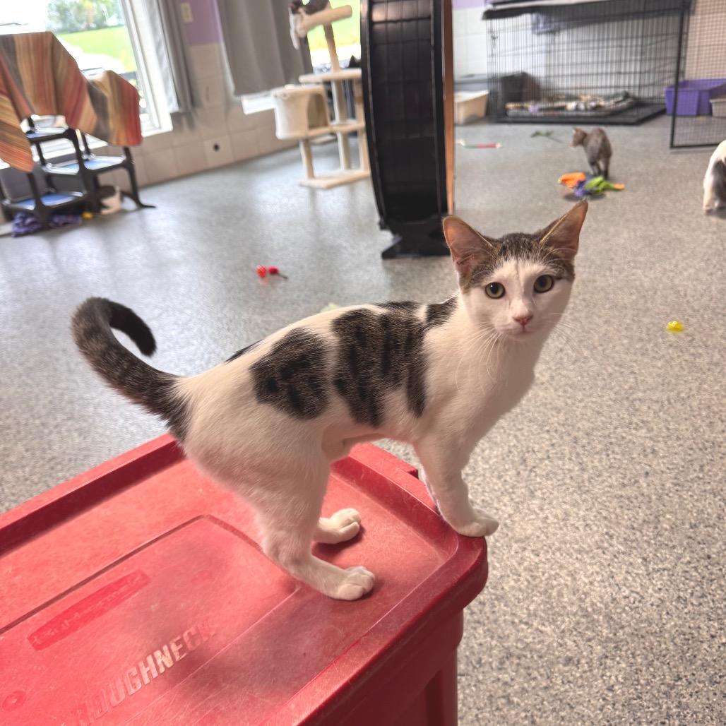 Enlarge Willa, a Adoptable Domestic Short Hair in Mondovi, WI image 2/3