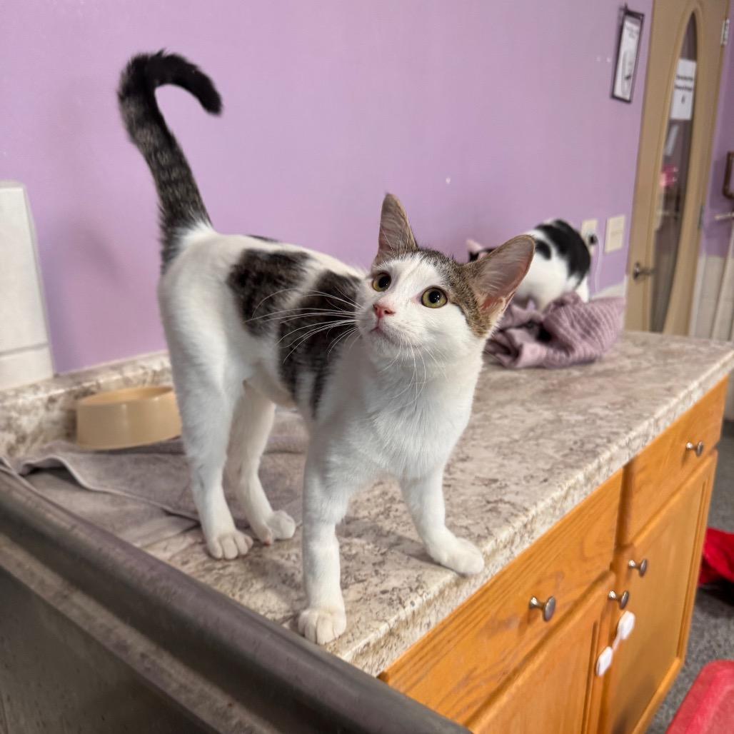 Enlarge Willa, a Adoptable Domestic Short Hair in Mondovi, WI image 3/3