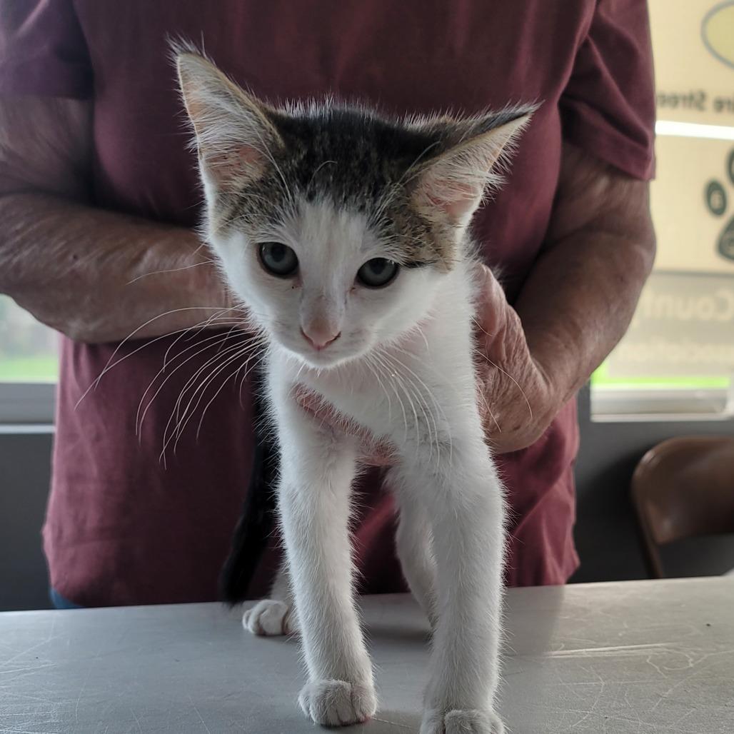 Willa, Adoptable, Kitten Female Domestic Short Hair.