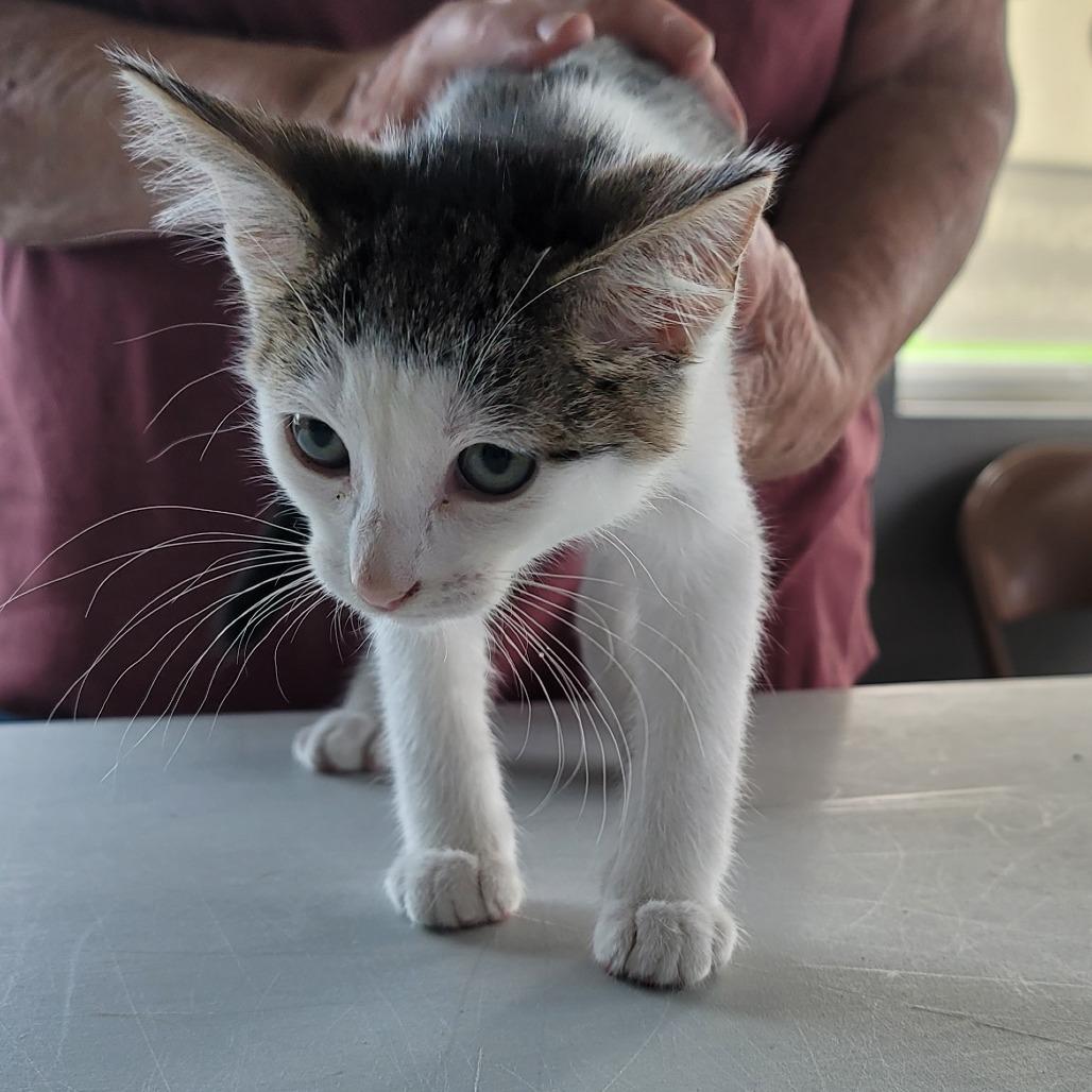 Enlarge Willa, a Adoptable Domestic Short Hair in Mondovi, WI image 3/5