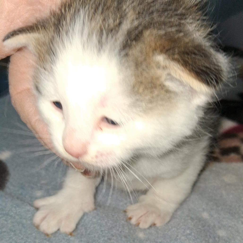 Enlarge Willa, a Adoptable Domestic Short Hair in Mondovi, WI image 4/5