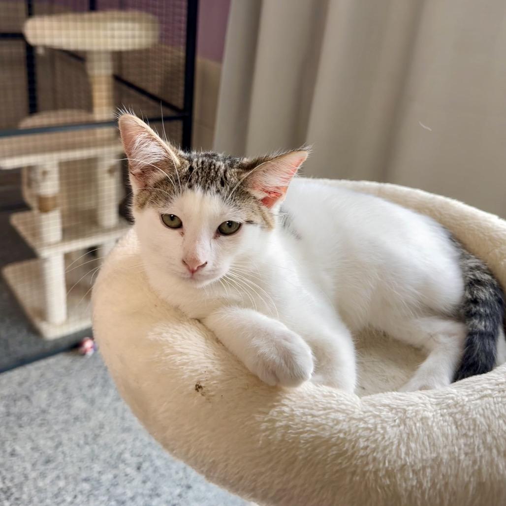 Willa, a Adoptable Domestic Short Hair in Mondovi, WI image 2/3