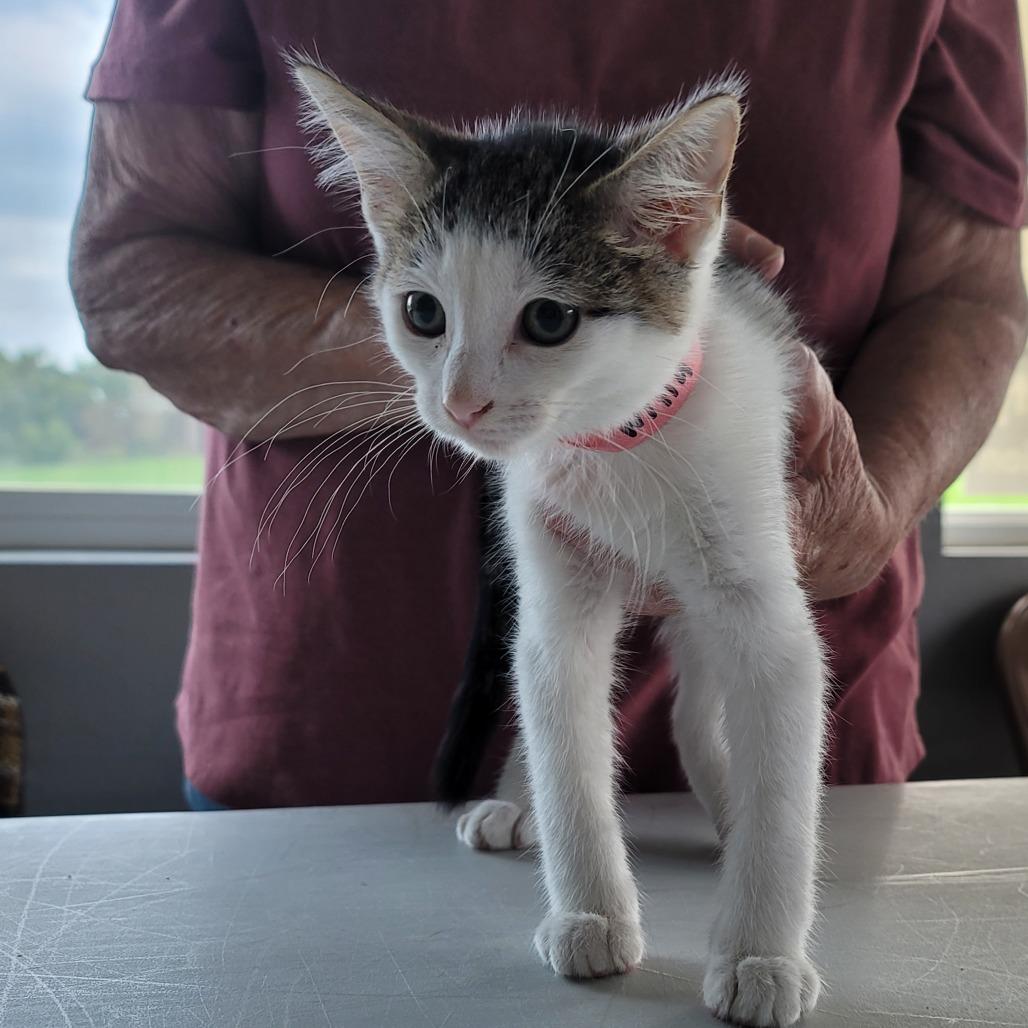 Enlarge Willa, a Adoptable Domestic Short Hair in Mondovi, WI image 5/5