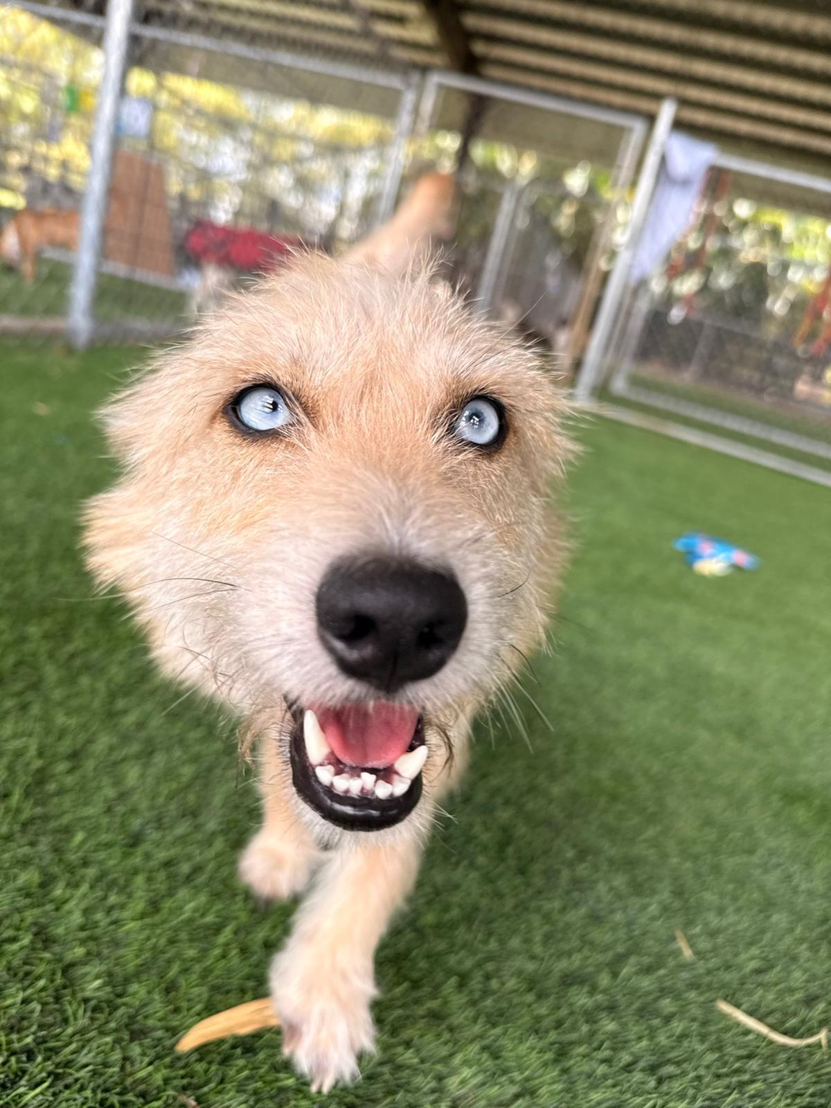 Enlarge Brisket, a ADOPTABLE Mixed Breed in Morristown, NJ image 4/5