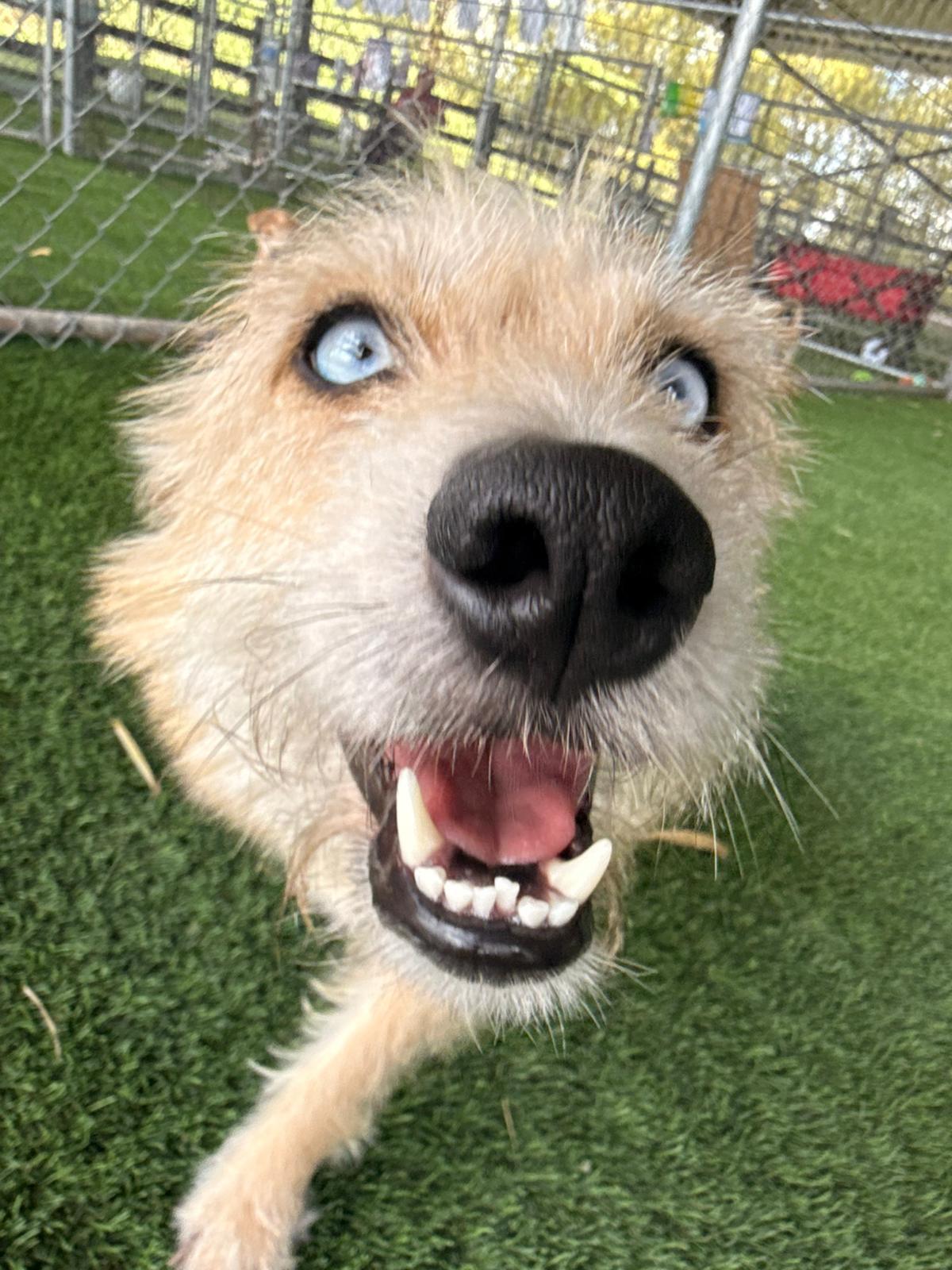 Enlarge Brisket, a ADOPTABLE Mixed Breed in Morristown, NJ image 1/5