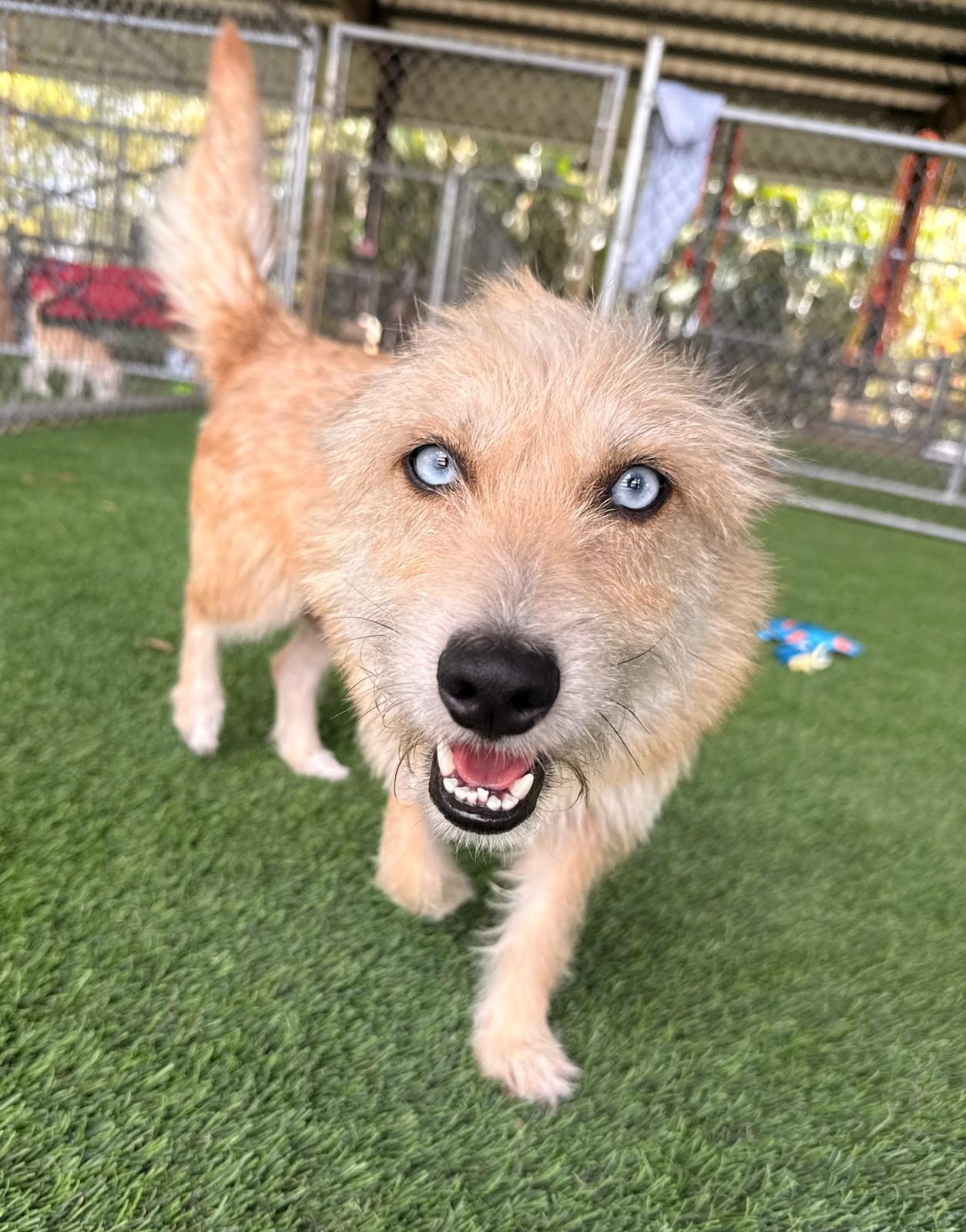 Enlarge Brisket, a ADOPTABLE Mixed Breed in Morristown, NJ image 5/5