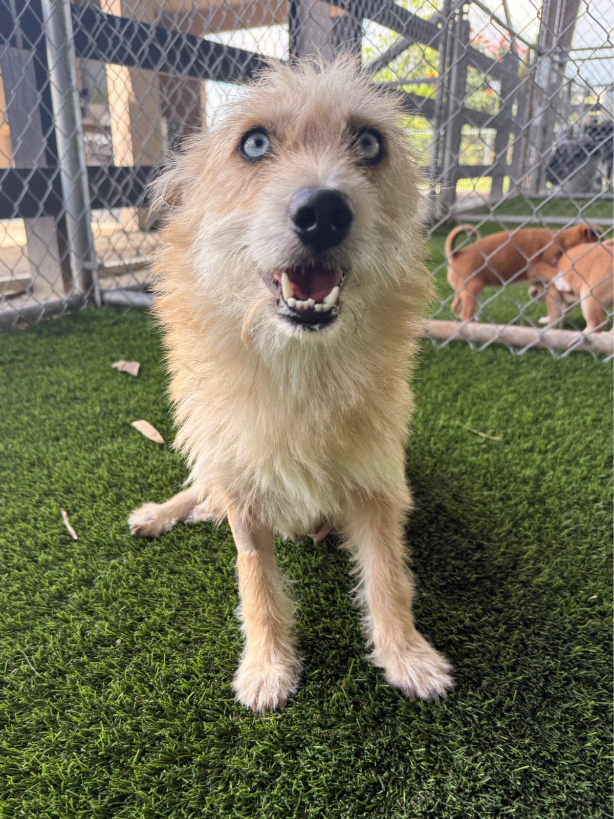 Enlarge Brisket, a ADOPTABLE Mixed Breed in Morristown, NJ image 3/5