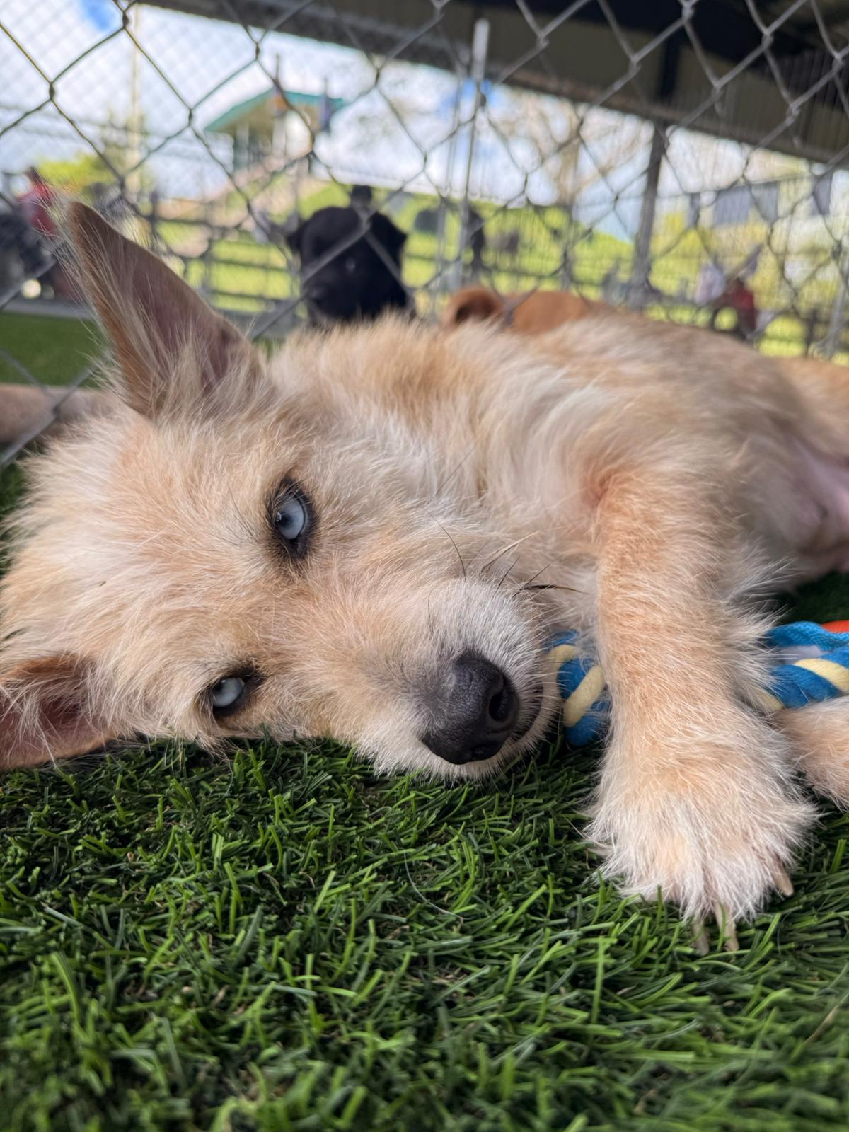 Enlarge Brisket, a ADOPTABLE Mixed Breed in Morristown, NJ image 2/5