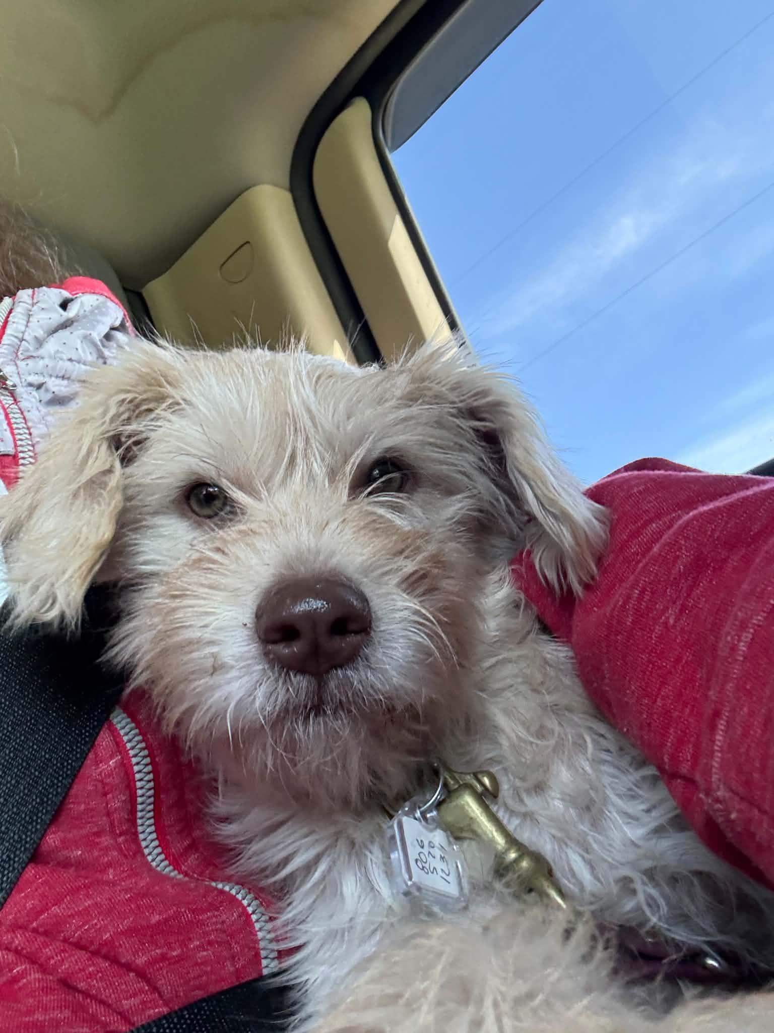 Enlarge Brennan , a ADOPTABLE mixed breed in North Freedom, WI image 3/3