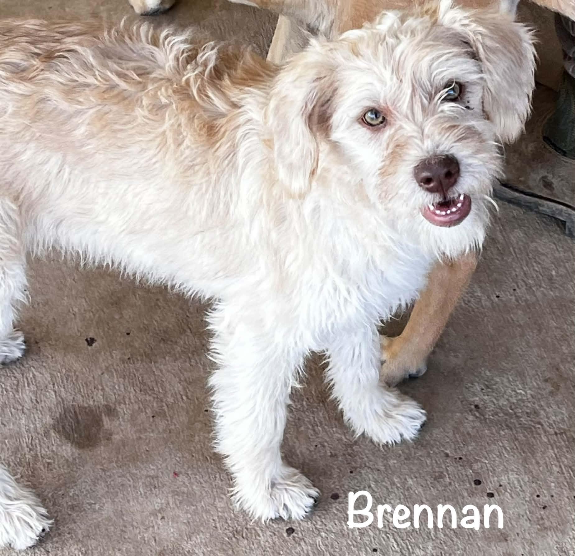 Brennan , ADOPTABLE, Puppy Male Miniature Schnauzer & Terrier.