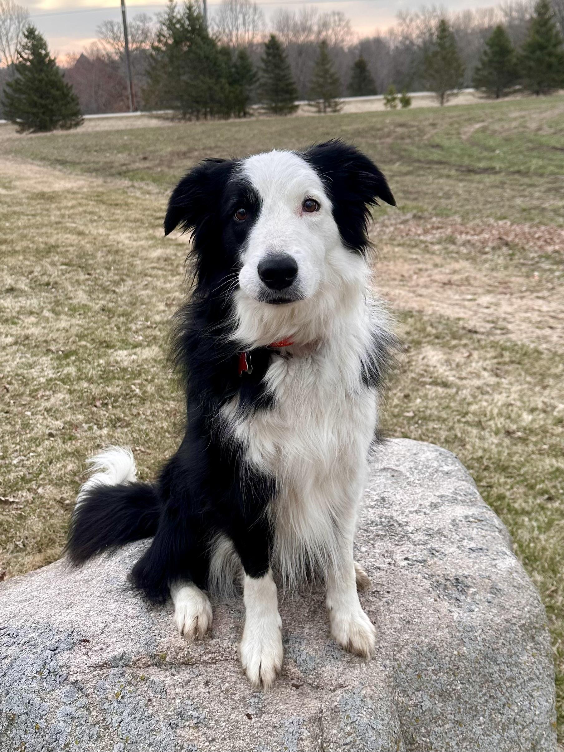 Enlarge Captain, a ADOPTABLE Border Collie in St. Joseph, MN image 1/4