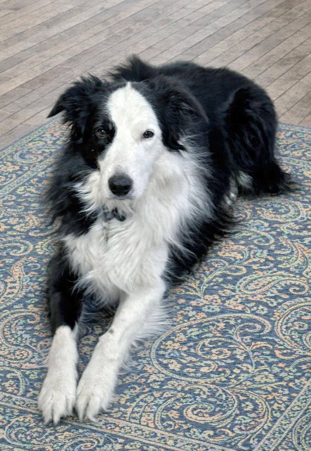 Enlarge Captain, a ADOPTABLE Border Collie in St. Joseph, MN image 2/4