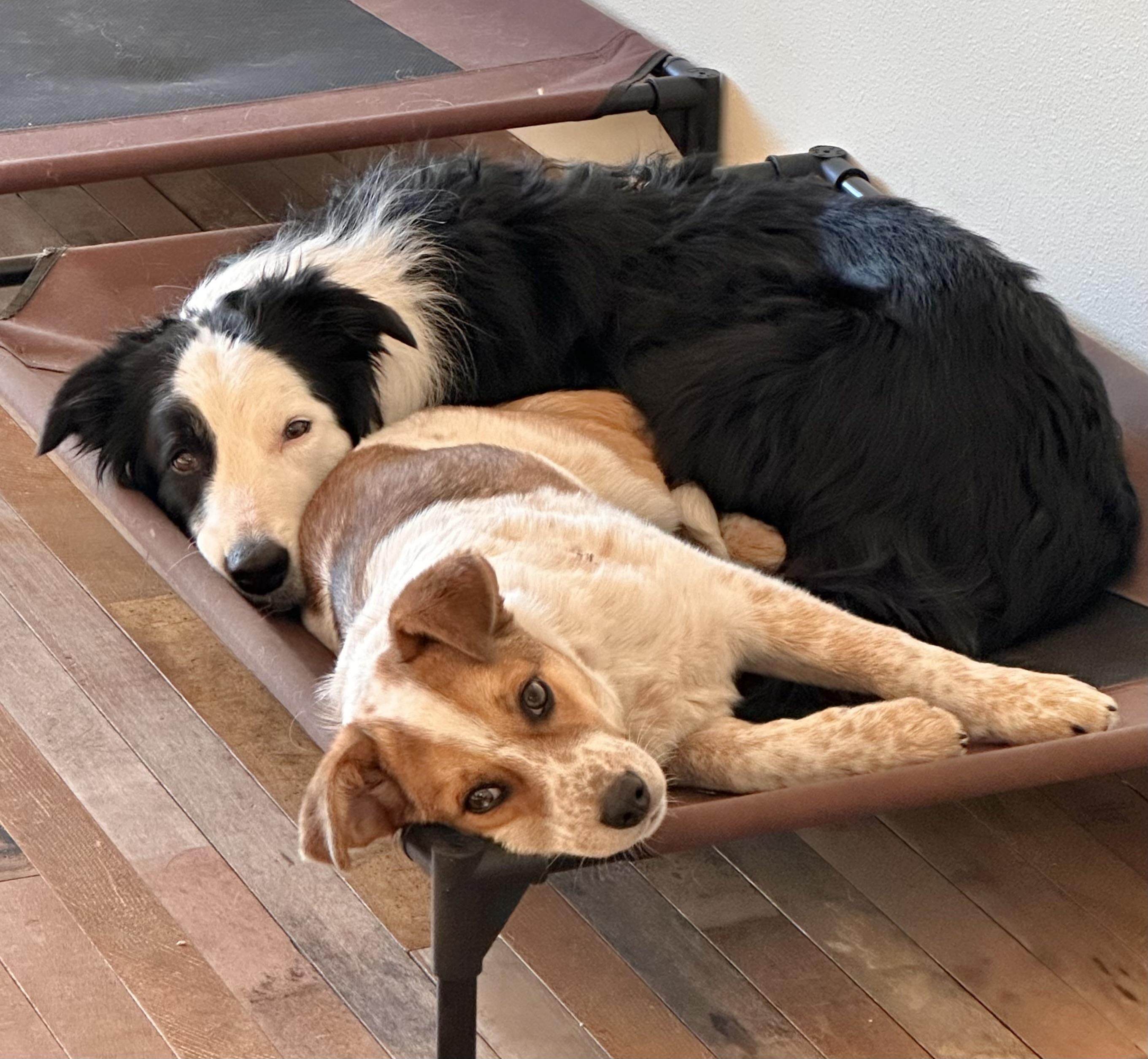 Enlarge Captain, a ADOPTABLE Border Collie in St. Joseph, MN image 3/4