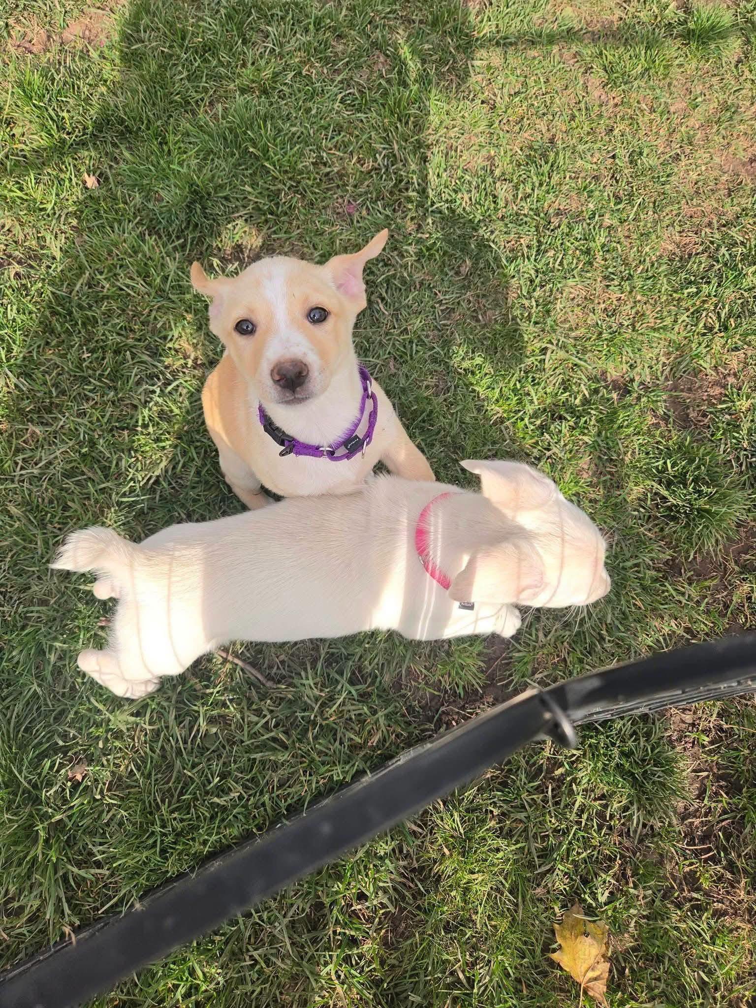 Enlarge Shandy, a Adoptable mixed breed in New London, WI image 2/2