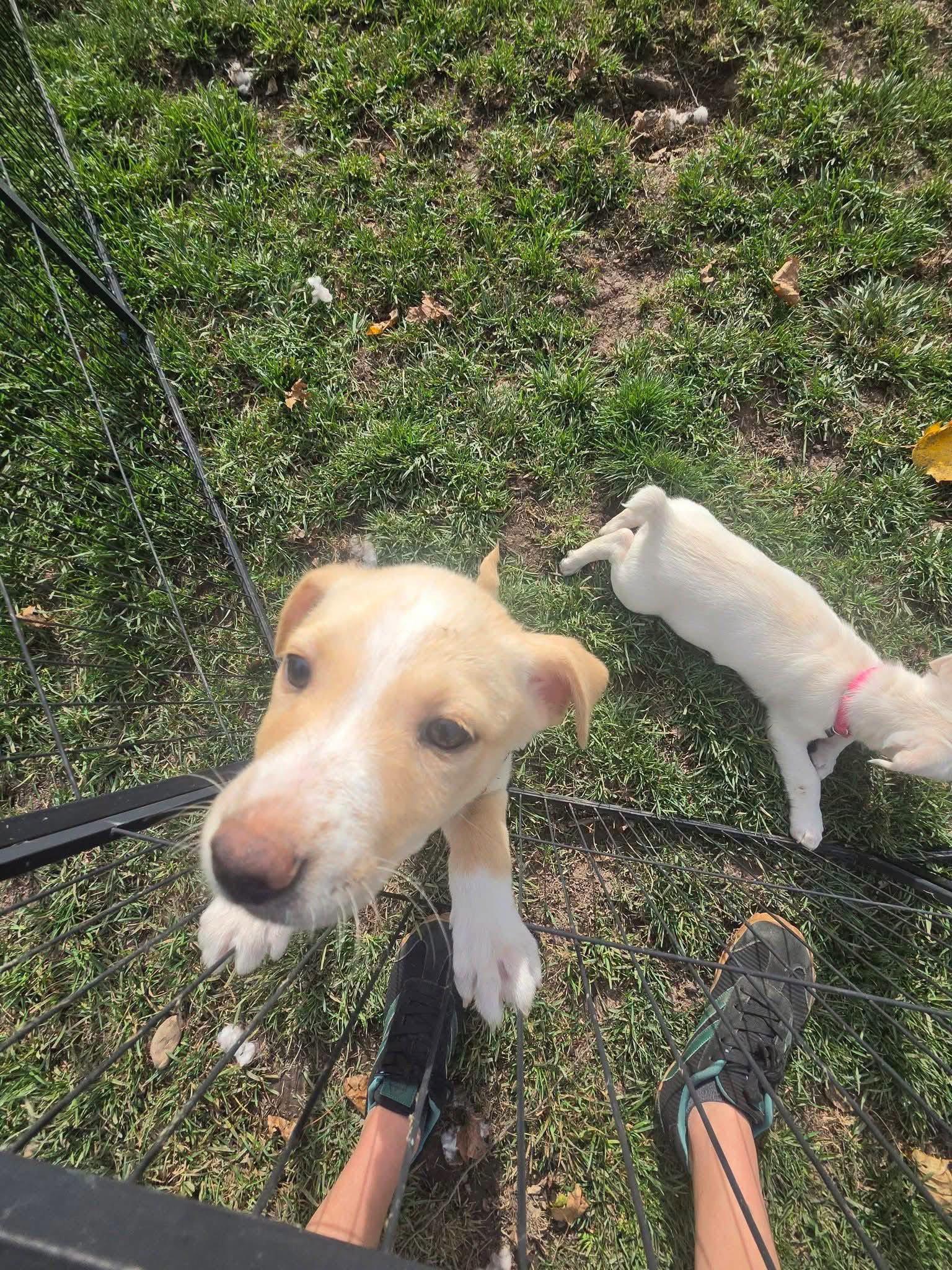 Shandy, Adoptable, Puppy Female Labrador Retriever & German Shepherd Dog.