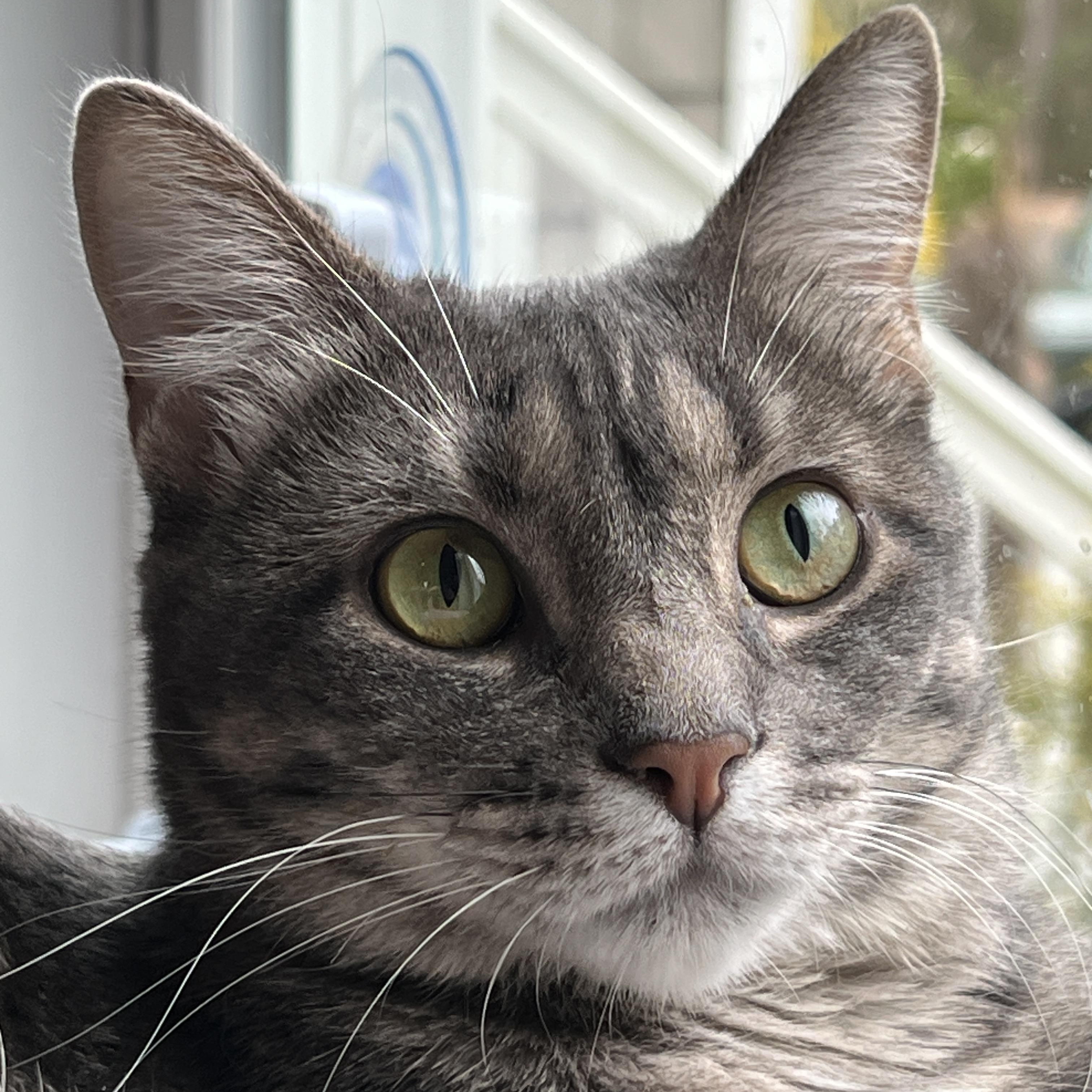 Enlarge Minnow, a Adoptable Domestic Short Hair in New Bern, NC image 4/4