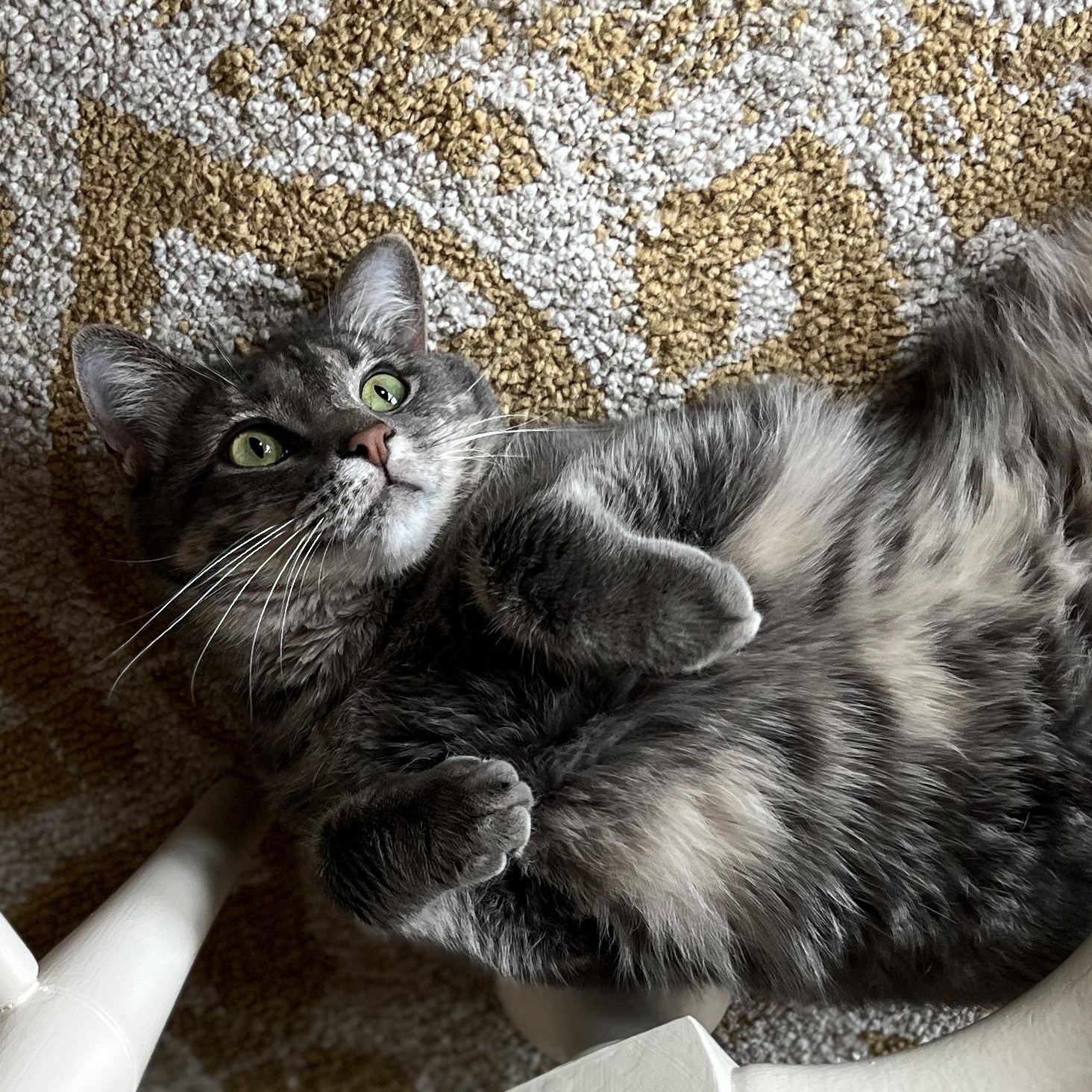 Minnow, an adoptable Domestic Short Hair in New Bern, NC, 28560 | Photo Image 4