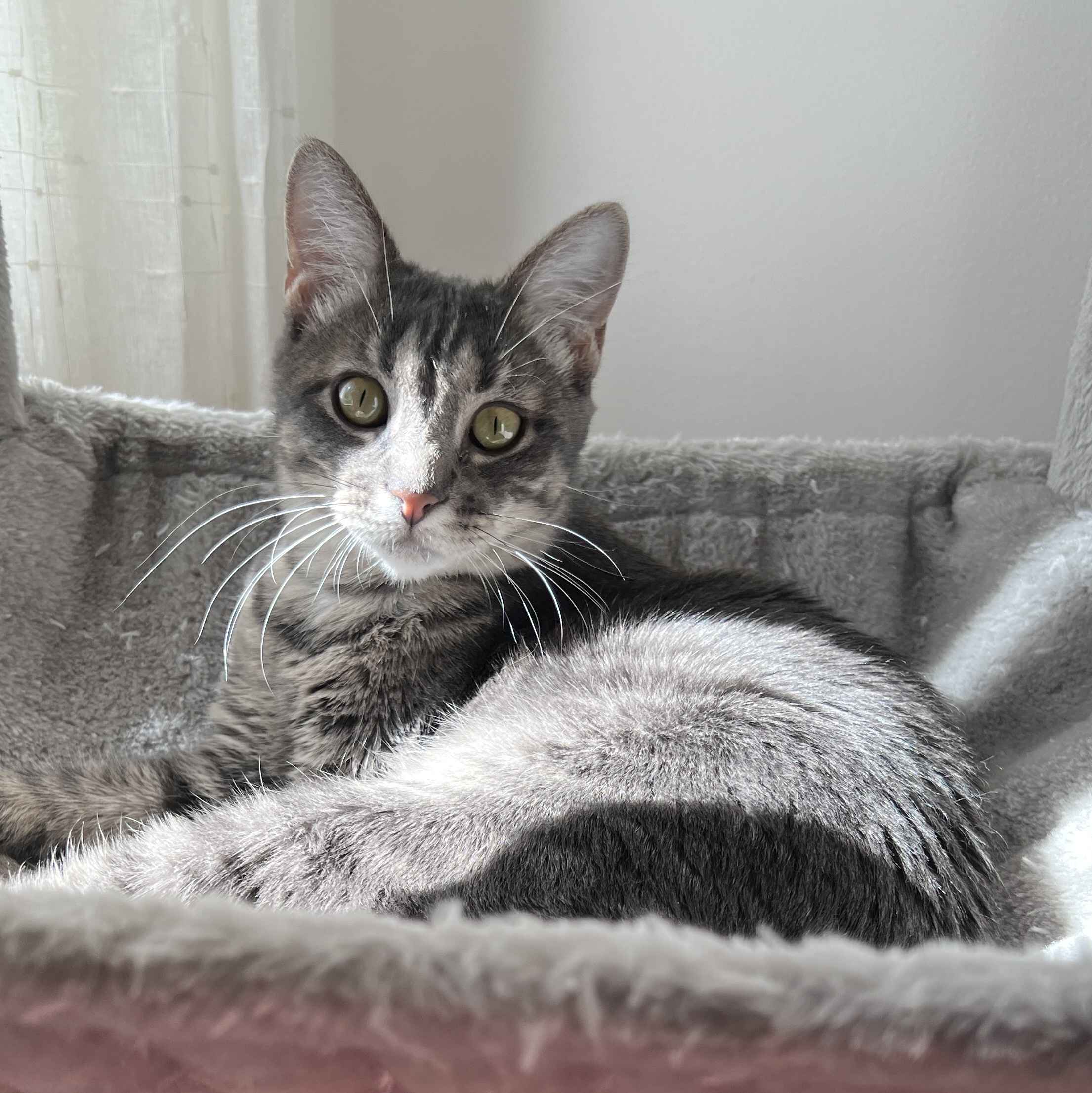 Enlarge Minnow, a Adoptable Domestic Short Hair in New Bern, NC image 3/4