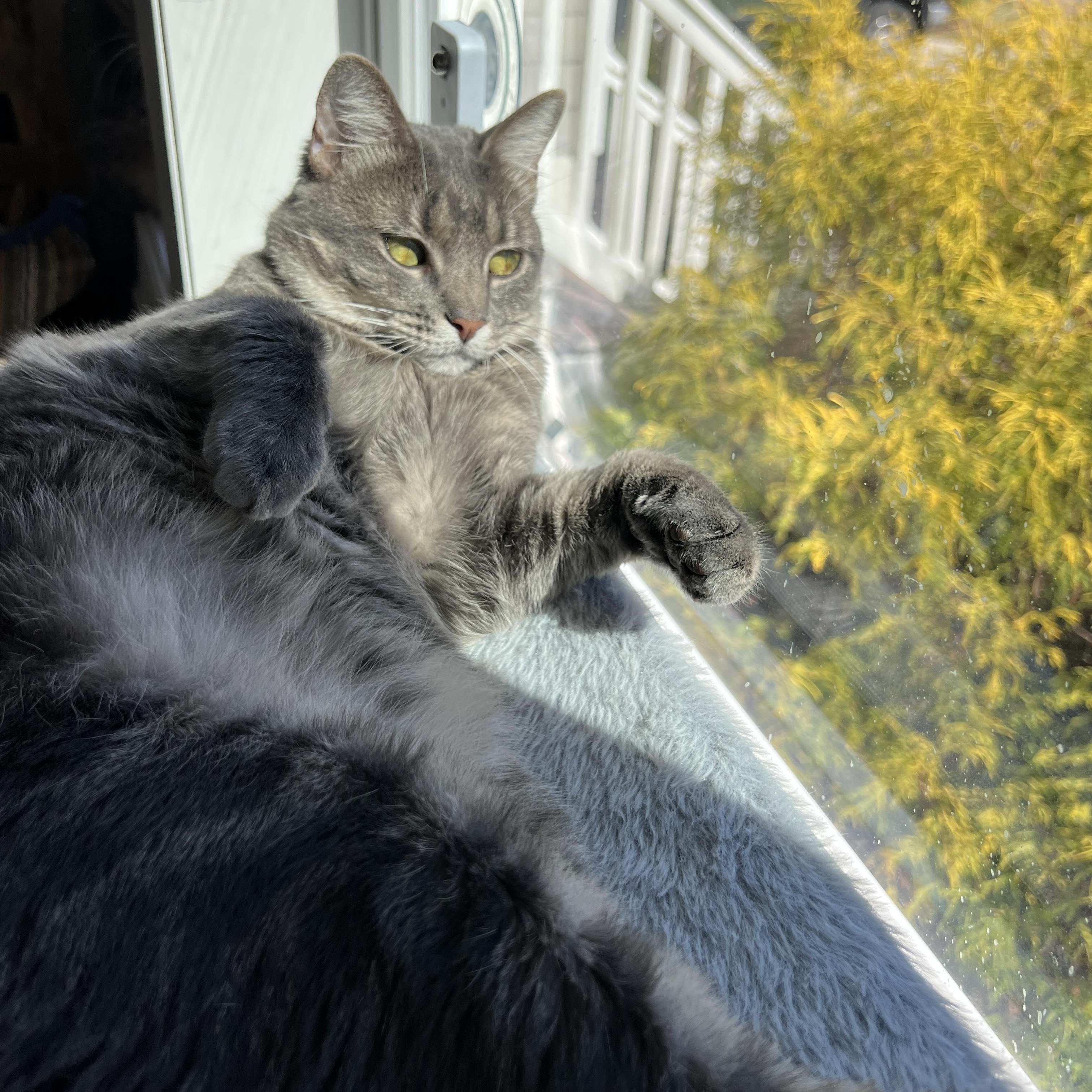 Minnow, Adoptable, Young Female Domestic Short Hair.