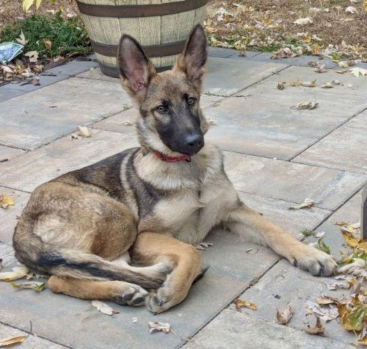 Enlarge Sid, a Adopted German Shepherd Dog in Forest Hill, MD image 1/3