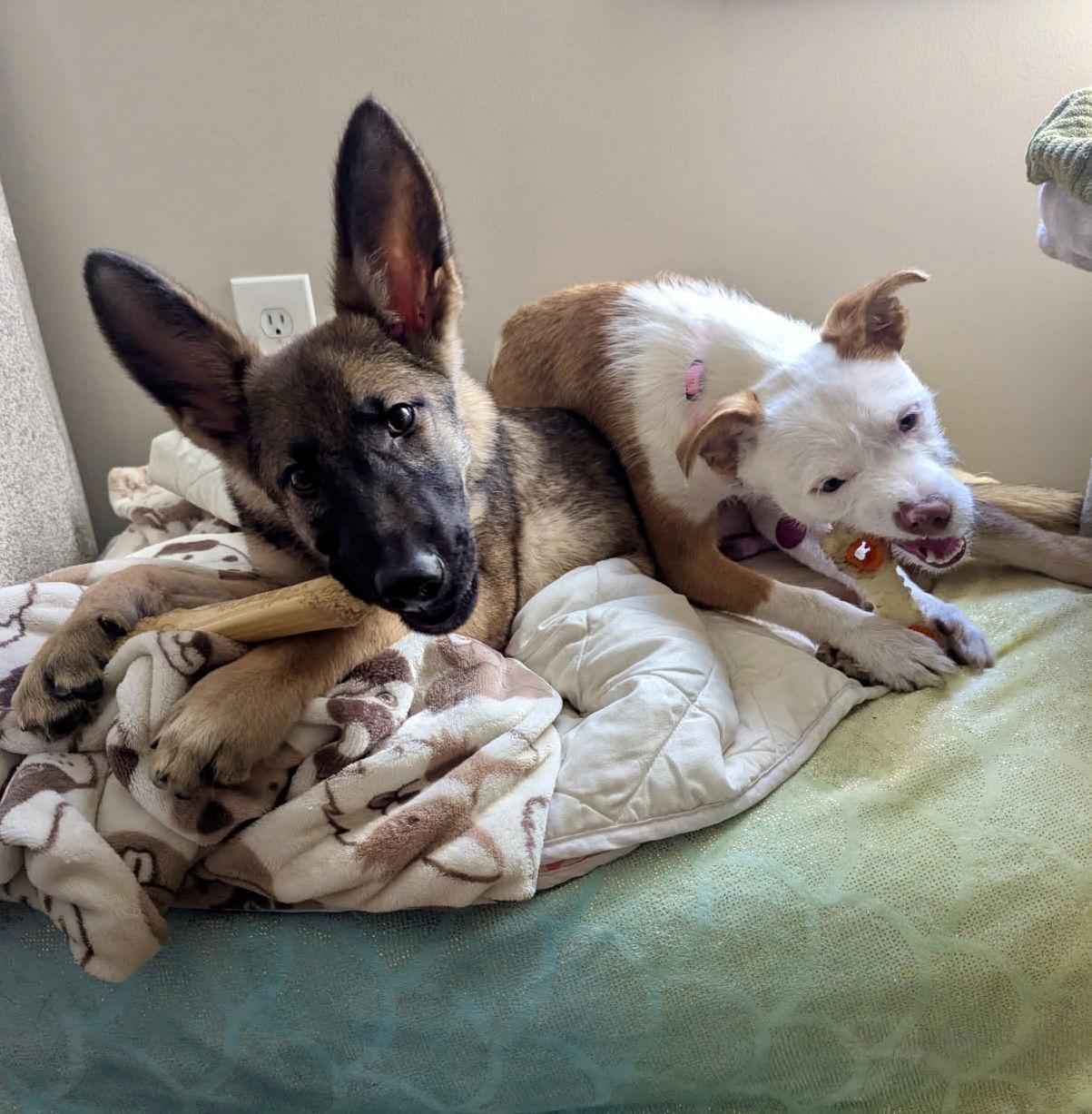 Enlarge Sid, a Adopted German Shepherd Dog in Forest Hill, MD image 2/3