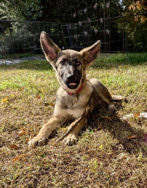 Enlarge Sid, a Adopted German Shepherd Dog in Forest Hill, MD image 3/3