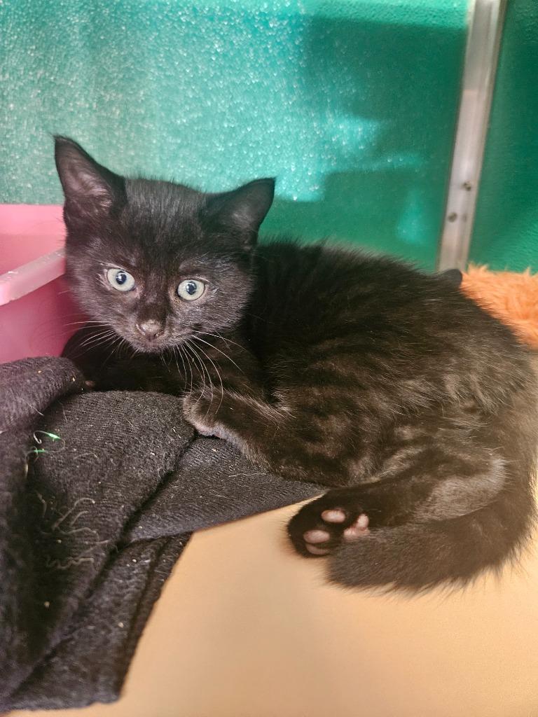Crow, adopted, Kitten Male Domestic Short Hair.