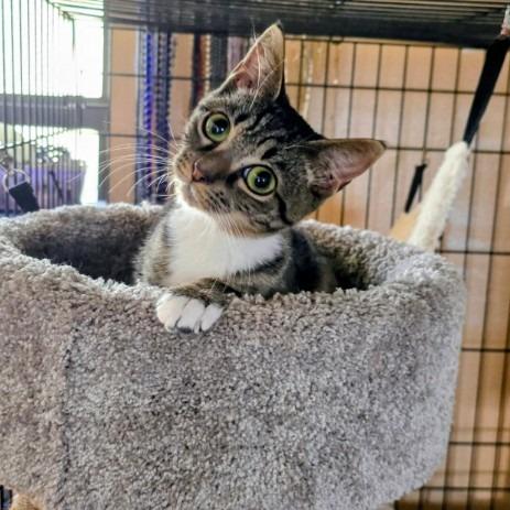 Enlarge Betty Davis  (Wallace), a Adoptable Domestic Short Hair in Tallahassee, FL image 1/3