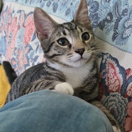 Forest, Adoptable, Young Male Domestic Short Hair.