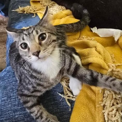 Enlarge Forest, a Adoptable Domestic Short Hair in Tallahassee, FL image 2/2