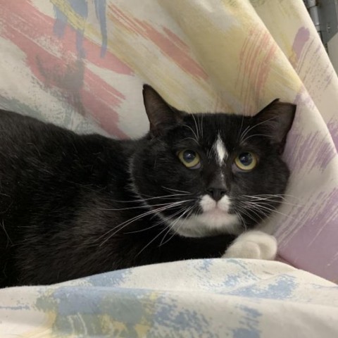 Will Feral, Adoptable, Young Male Domestic Short Hair.