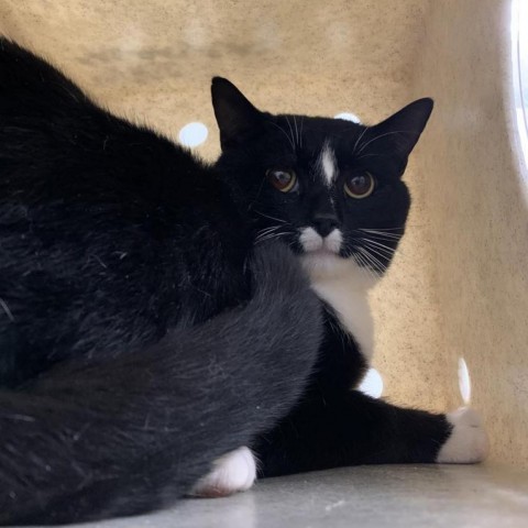 Will Feral, a Adoptable Domestic Short Hair in Lyndhurst, VA image 2/2