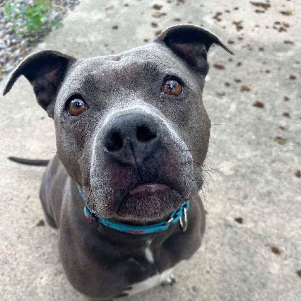 Ceniza, Adoptable, Senior Female Pit Bull Terrier.