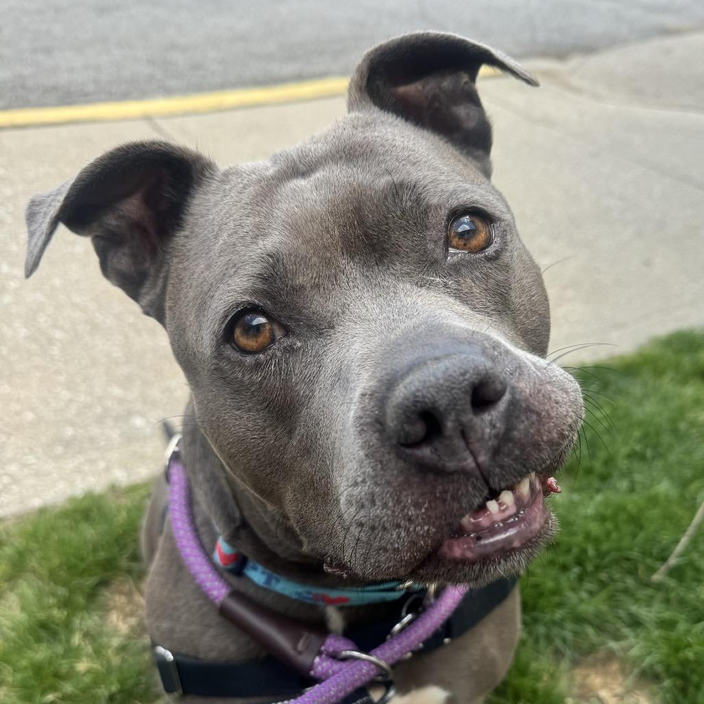 Enlarge Ceniza, a Adoptable Pit Bull Terrier in Indianapolis, IN image 2/6