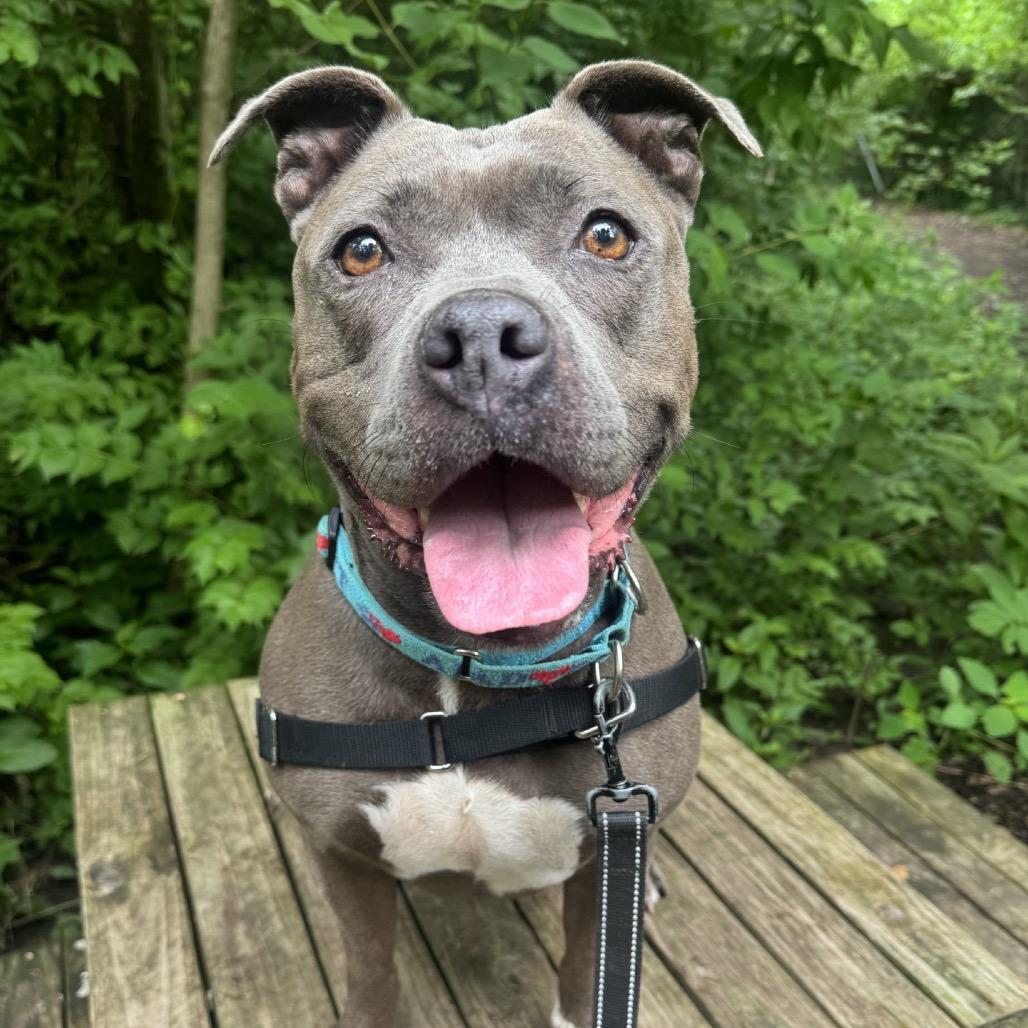 Enlarge Ceniza, a Adoptable Pit Bull Terrier in Indianapolis, IN image 3/6
