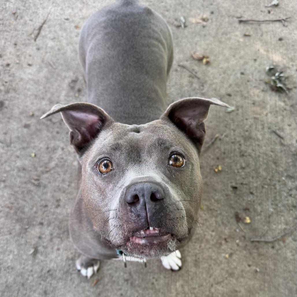 Enlarge Ceniza, a Adoptable Pit Bull Terrier in Indianapolis, IN image 4/6