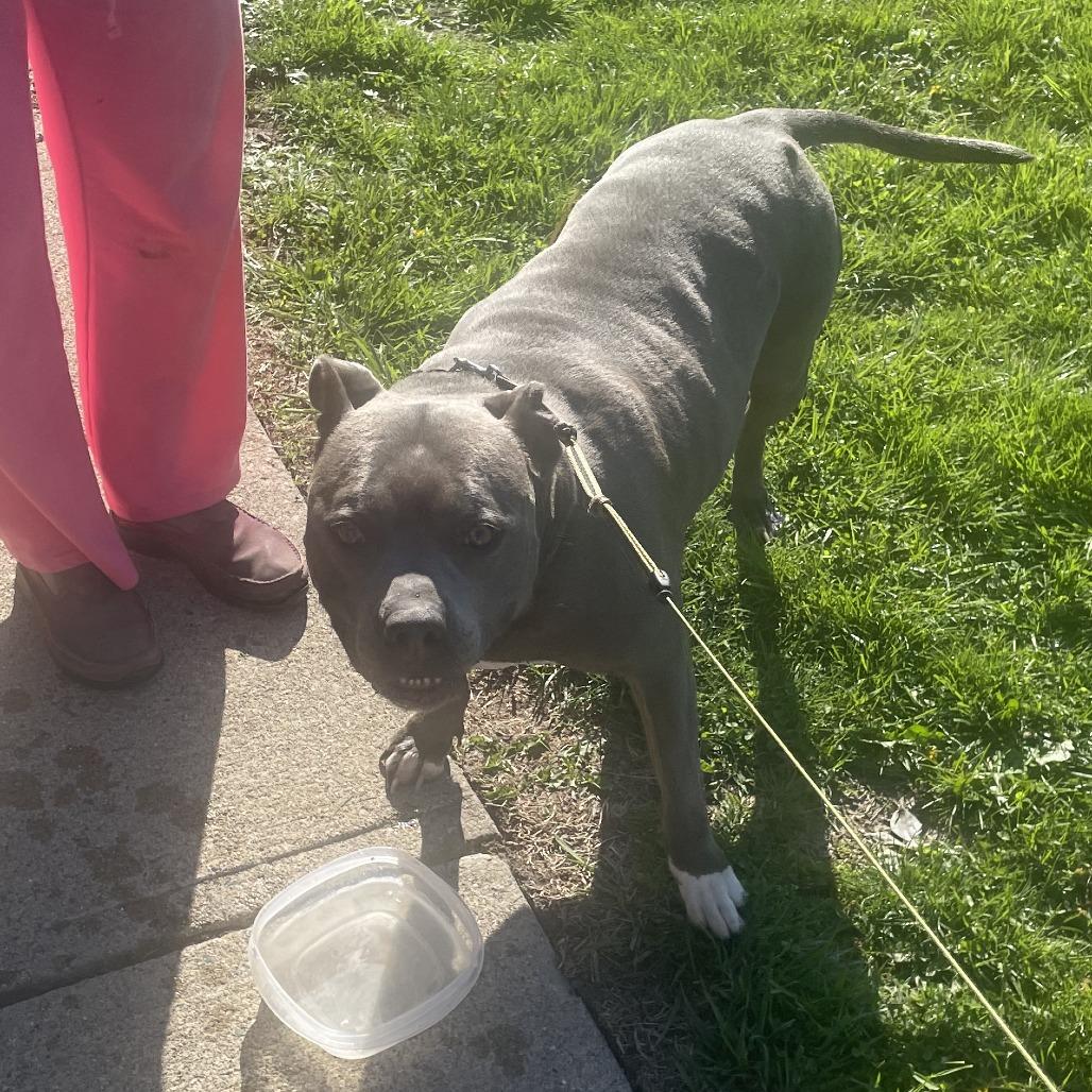 Enlarge Ceniza, a Adoptable Pit Bull Terrier in Indianapolis, IN image 5/6