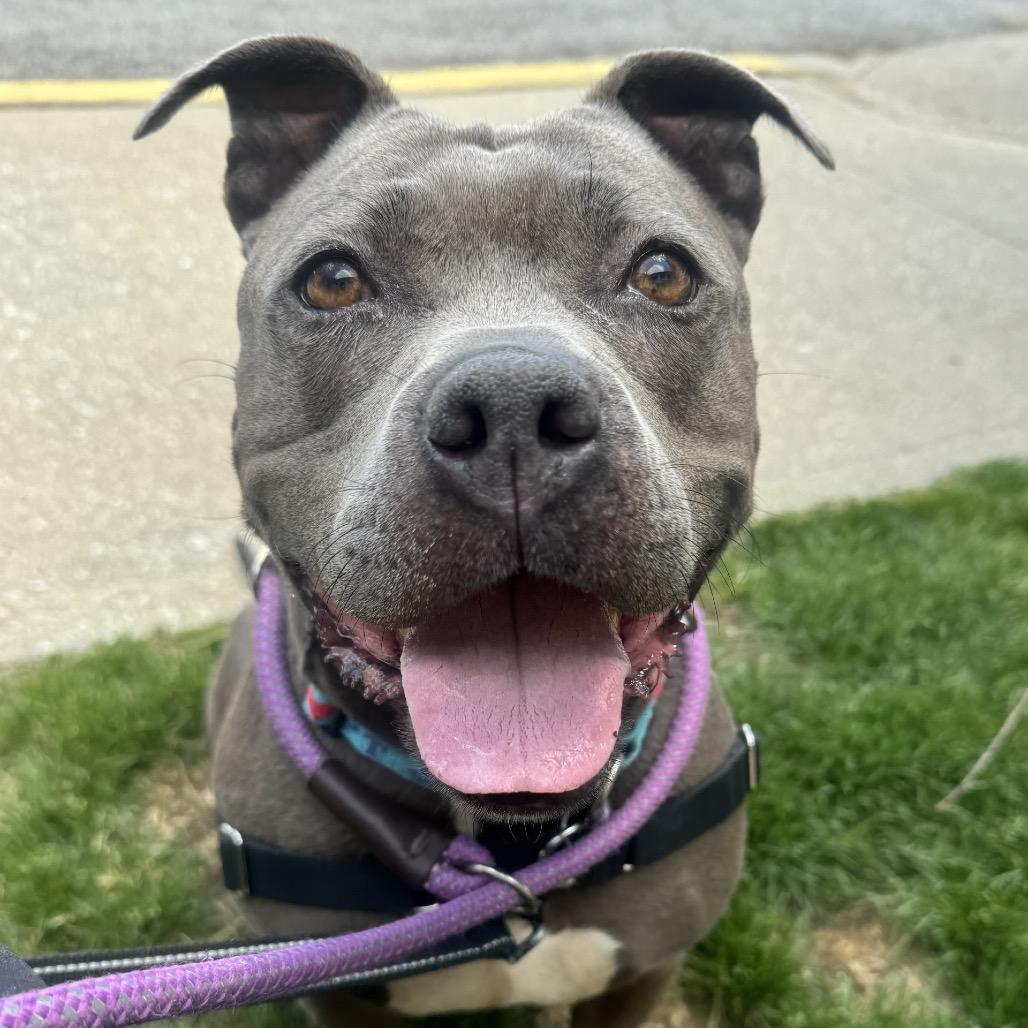 Enlarge Ceniza, a Adoptable Pit Bull Terrier in Indianapolis, IN image 6/6