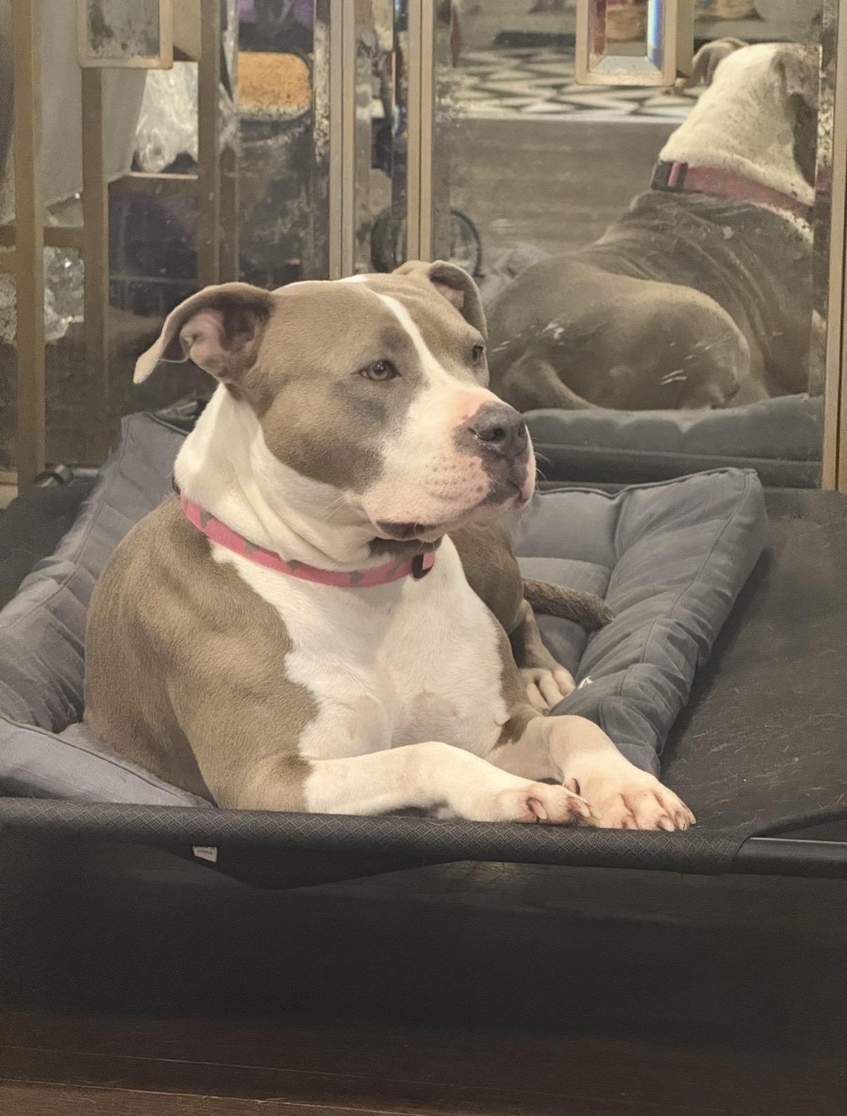 Lovey, Adopted, Adult Female American Bully.